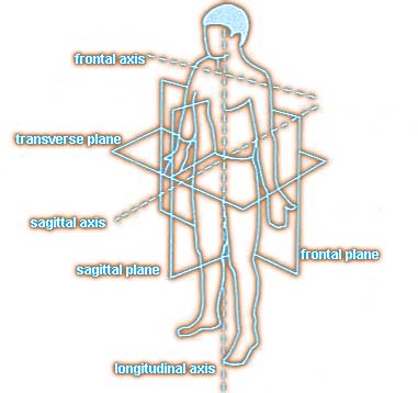 Body planes and axis